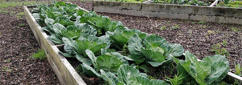 A raised garden bed with vegetables