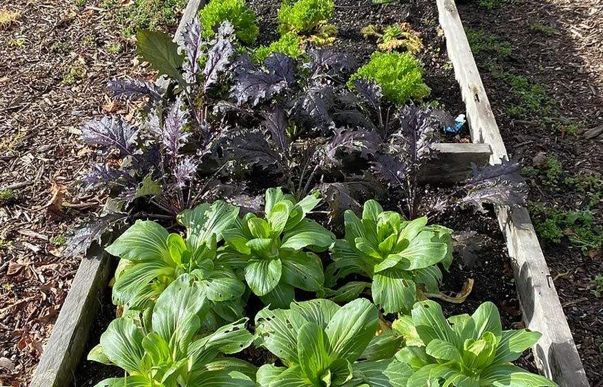 Our garden at the South Campus